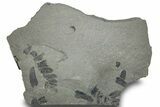 Pennsylvanian Fossil Fern (Neuropteris) Plate - Kentucky #248102-1